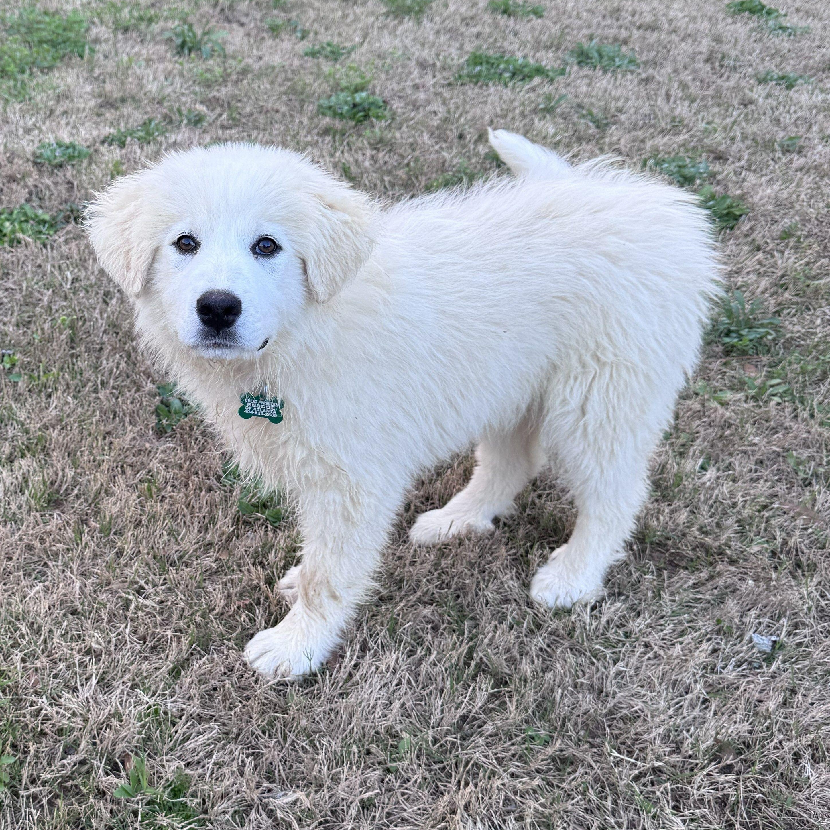 CeCe Hamill, adopted, Puppy Female Great Pyrenees.