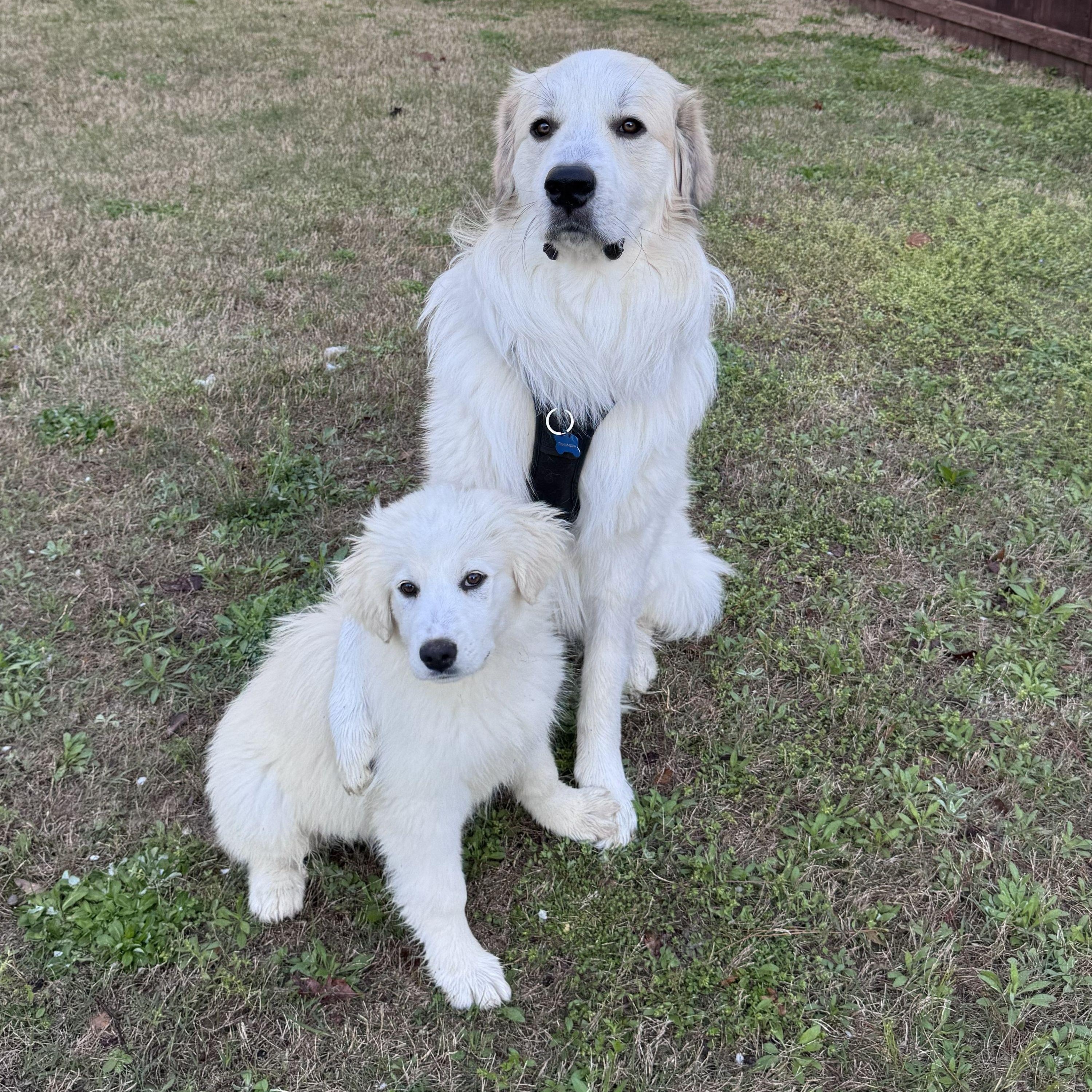 Enlarge CeCe Hamill, an adopted Great Pyrenees in Atlanta, GA image 6/6