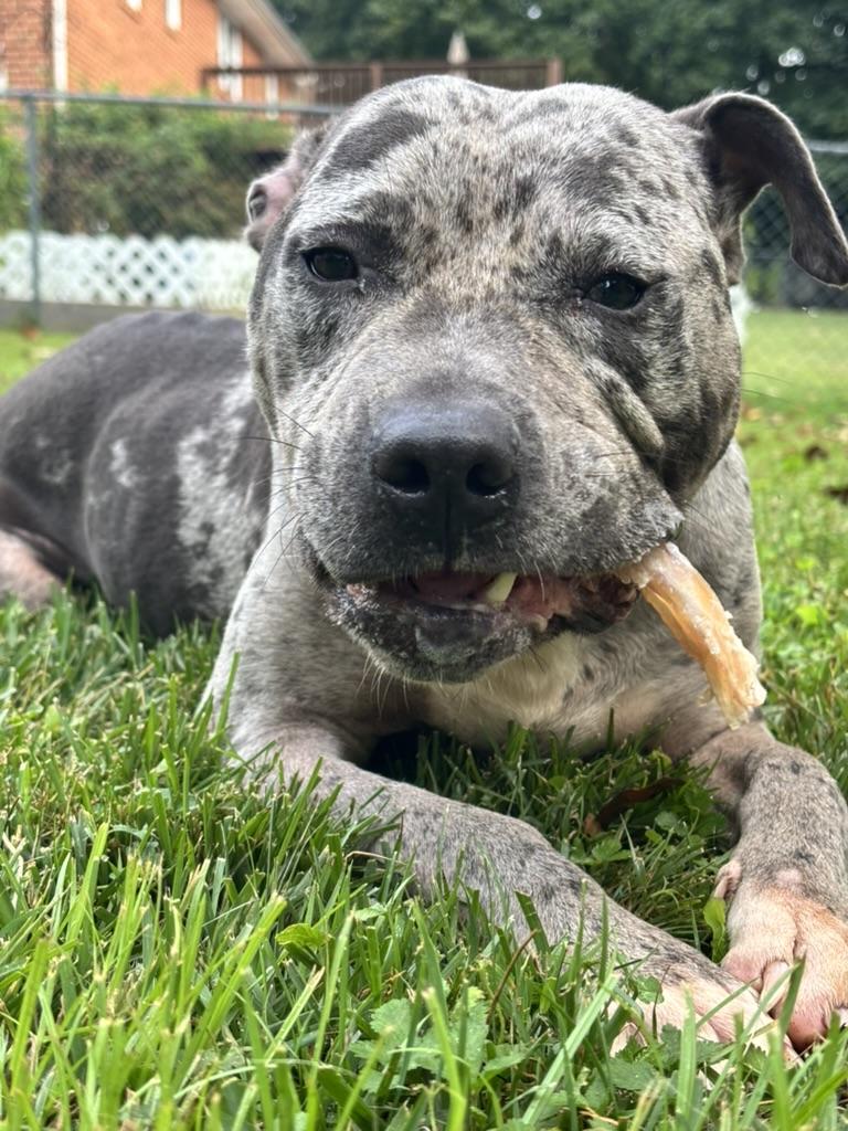 Enlarge Galaxy (in foster), a Adoptable Pit Bull Terrier in Petersburg, VA image 6/6