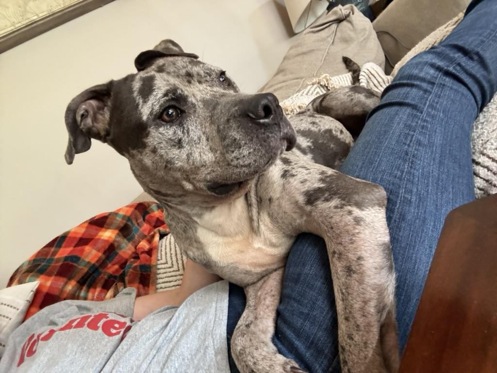Enlarge Galaxy (in foster), a Adoptable Pit Bull Terrier in Petersburg, VA image 4/6