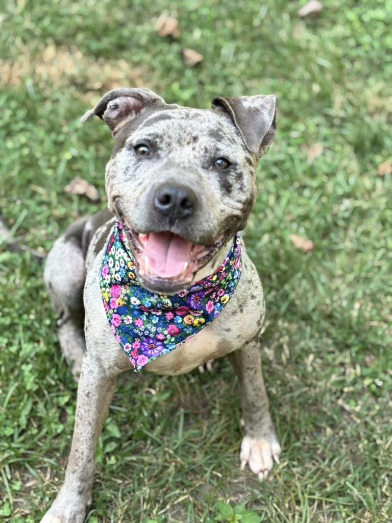 Enlarge Galaxy (in foster), a Adoptable Pit Bull Terrier in Petersburg, VA image 1/6