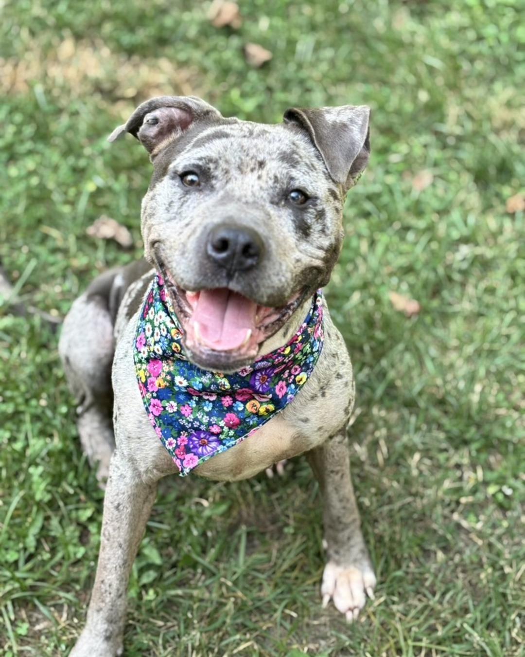 Enlarge Galaxy (in foster), a Adoptable Pit Bull Terrier in Petersburg, VA image 2/6