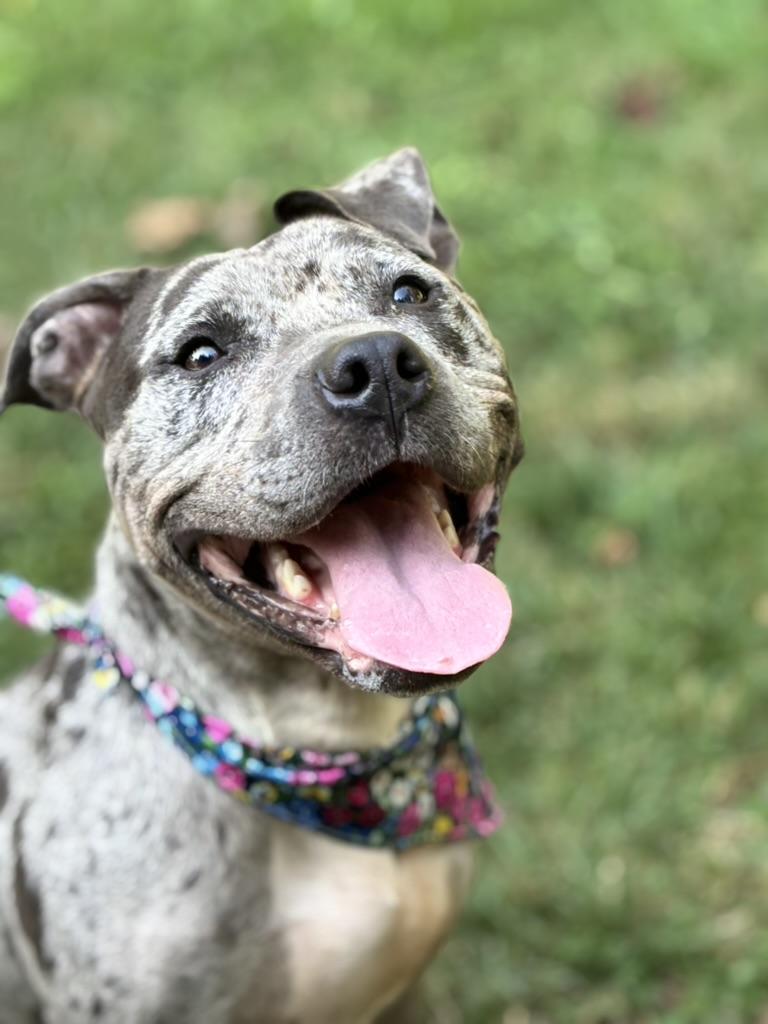 Enlarge Galaxy (in foster), a Adoptable Pit Bull Terrier in Petersburg, VA image 3/6