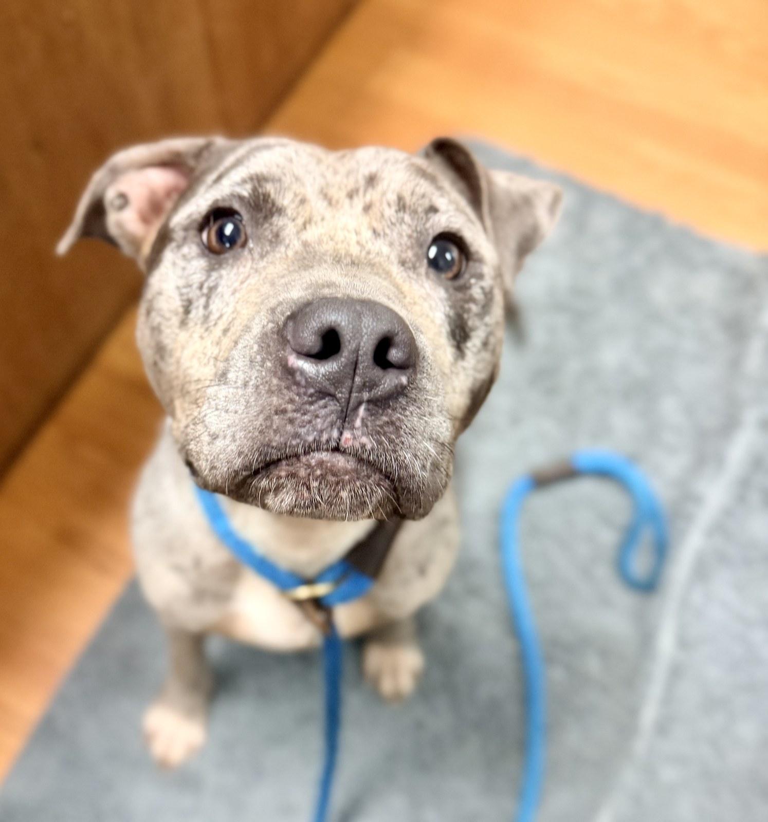Galaxy, a ADOPTABLE Pit Bull Terrier in Petersburg, VA image 1/6