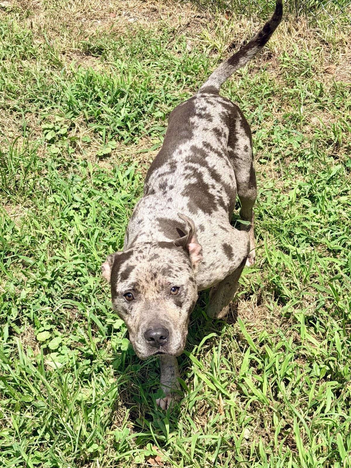 Galaxy, a ADOPTABLE Pit Bull Terrier in Petersburg, VA image 6/6