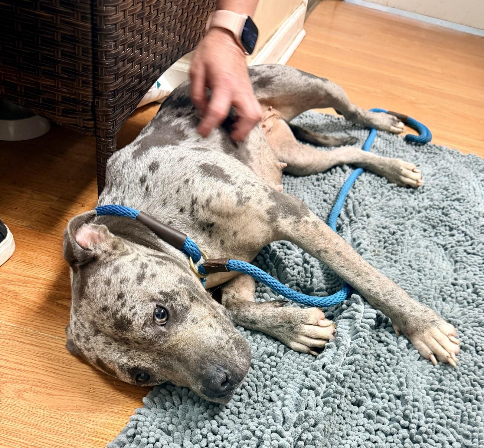Galaxy, a ADOPTABLE Pit Bull Terrier in Petersburg, VA image 5/6