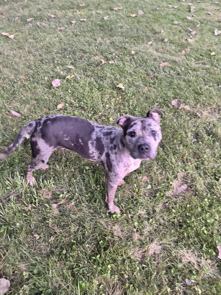 Enlarge Galaxy (in foster), a Adoptable Pit Bull Terrier in Petersburg, VA image 5/6
