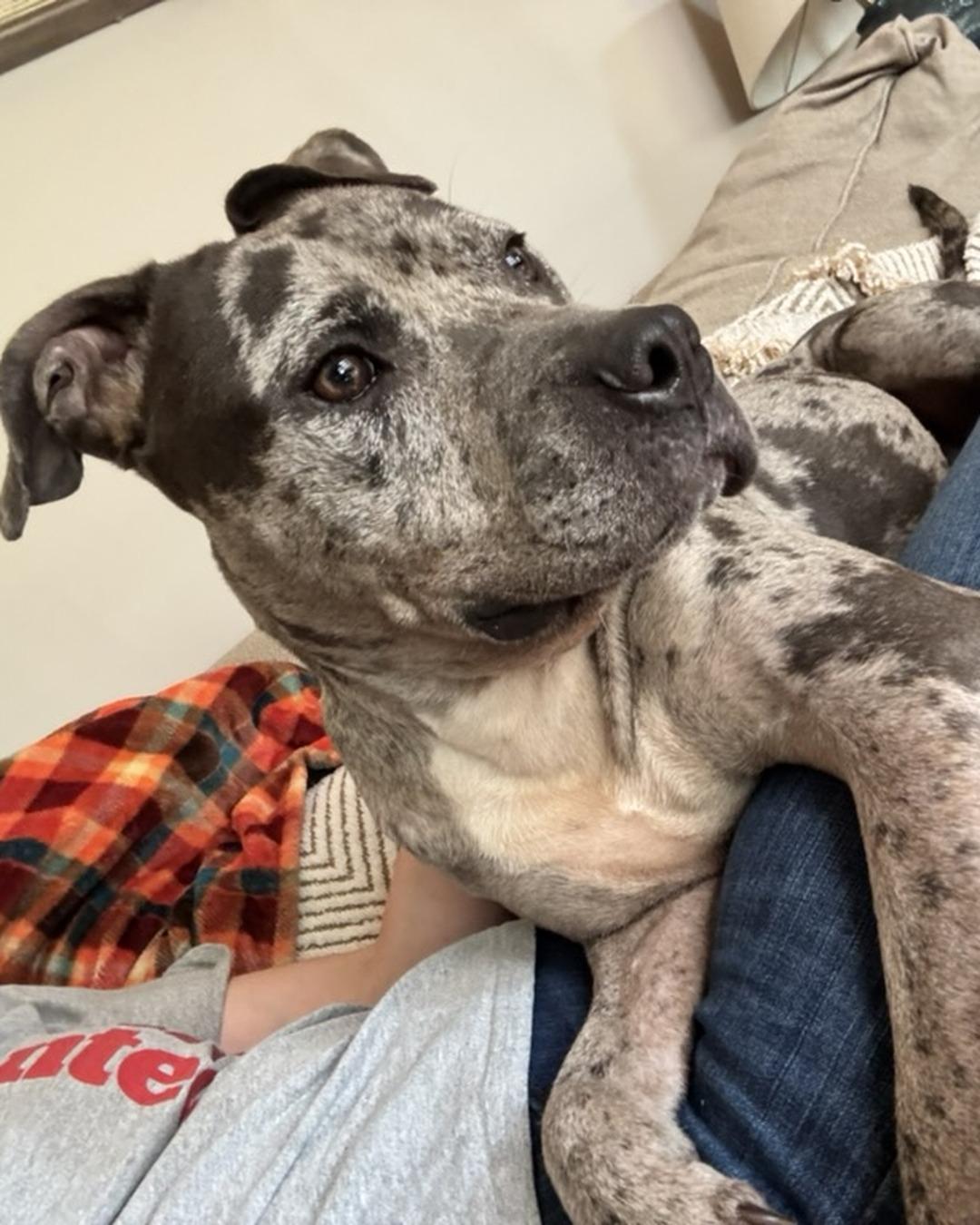 Enlarge Galaxy (in foster), a Adoptable Pit Bull Terrier in Petersburg, VA image 3/6