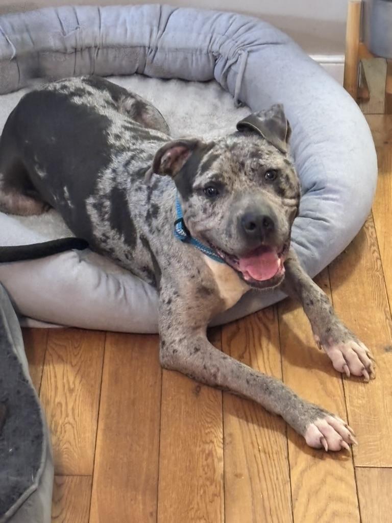 Enlarge Galaxy (in foster), a Adoptable Pit Bull Terrier in Petersburg, VA image 2/6