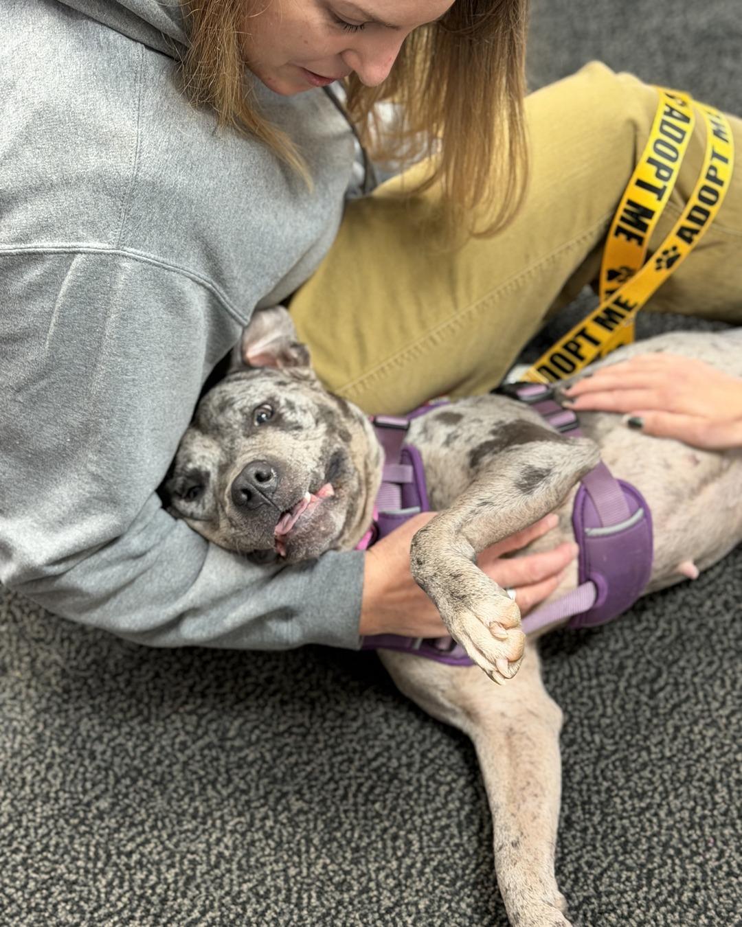 Enlarge Galaxy (in foster), a Adoptable Pit Bull Terrier in Petersburg, VA image 5/6