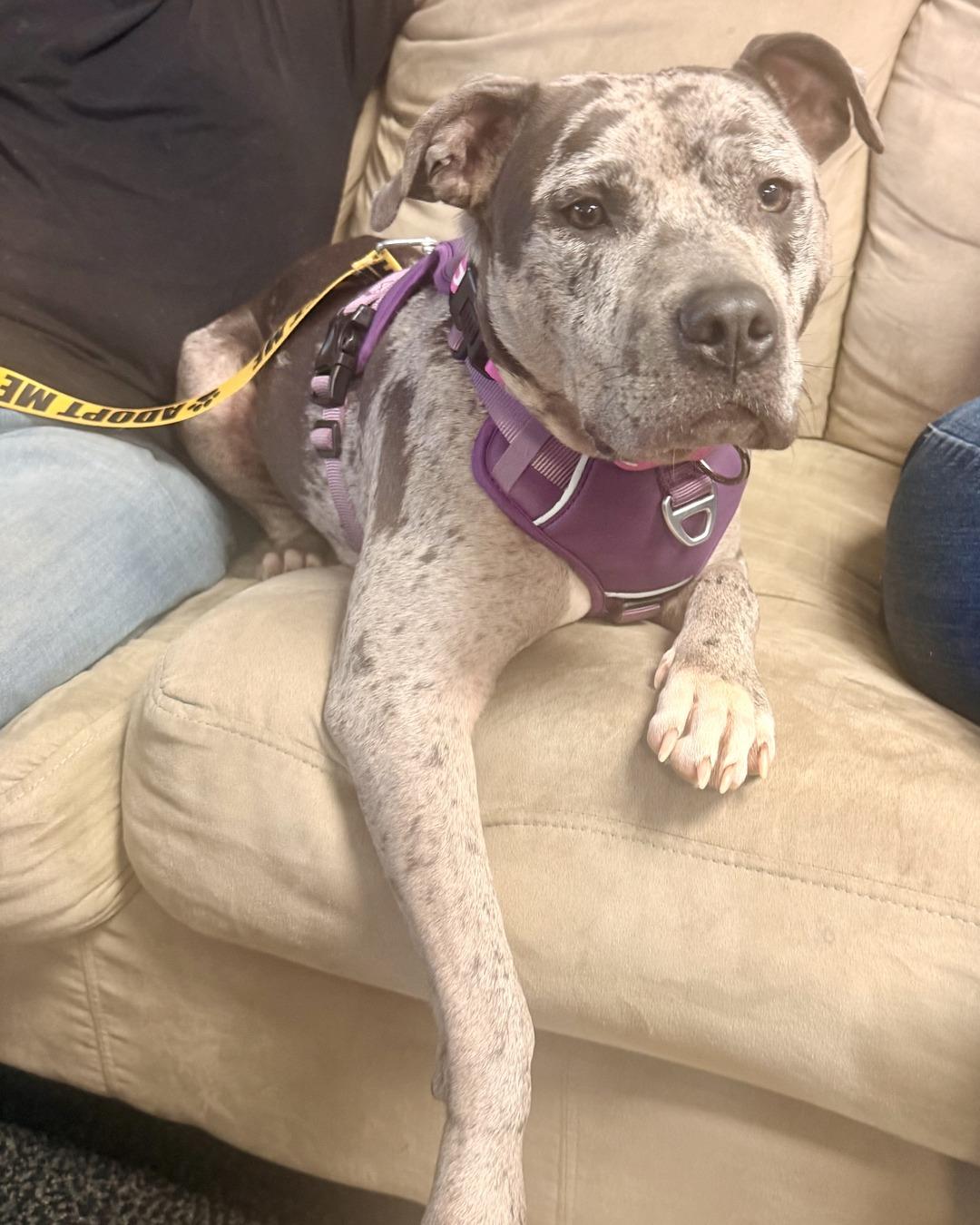 Enlarge Galaxy (in foster), a Adoptable Pit Bull Terrier in Petersburg, VA image 6/6
