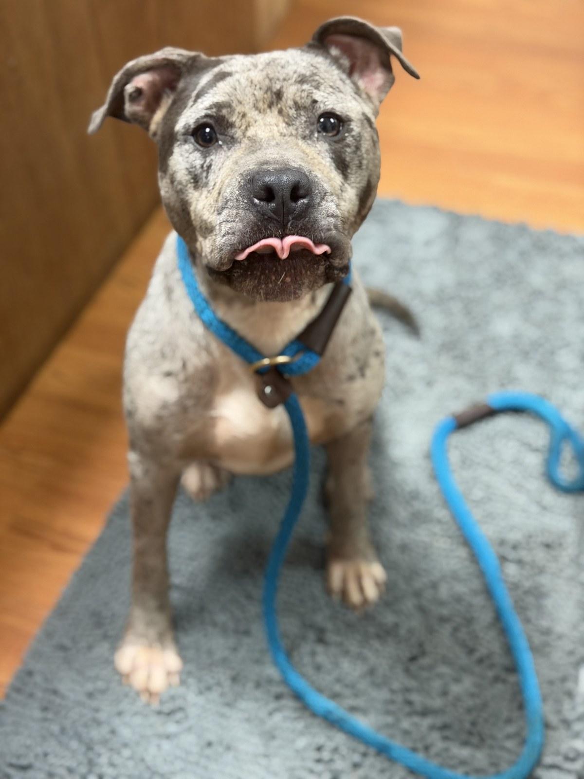 Galaxy, a ADOPTABLE Pit Bull Terrier in Petersburg, VA image 3/6