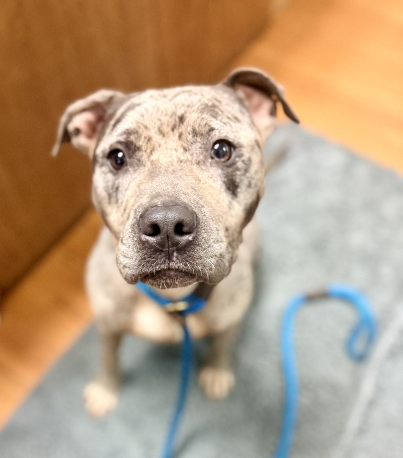 Galaxy, a ADOPTABLE Pit Bull Terrier in Petersburg, VA image 2/6
