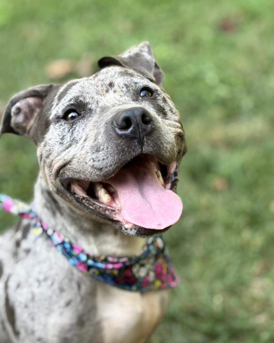 Galaxy (in foster), Adoptable, Adult Female Pit Bull Terrier.