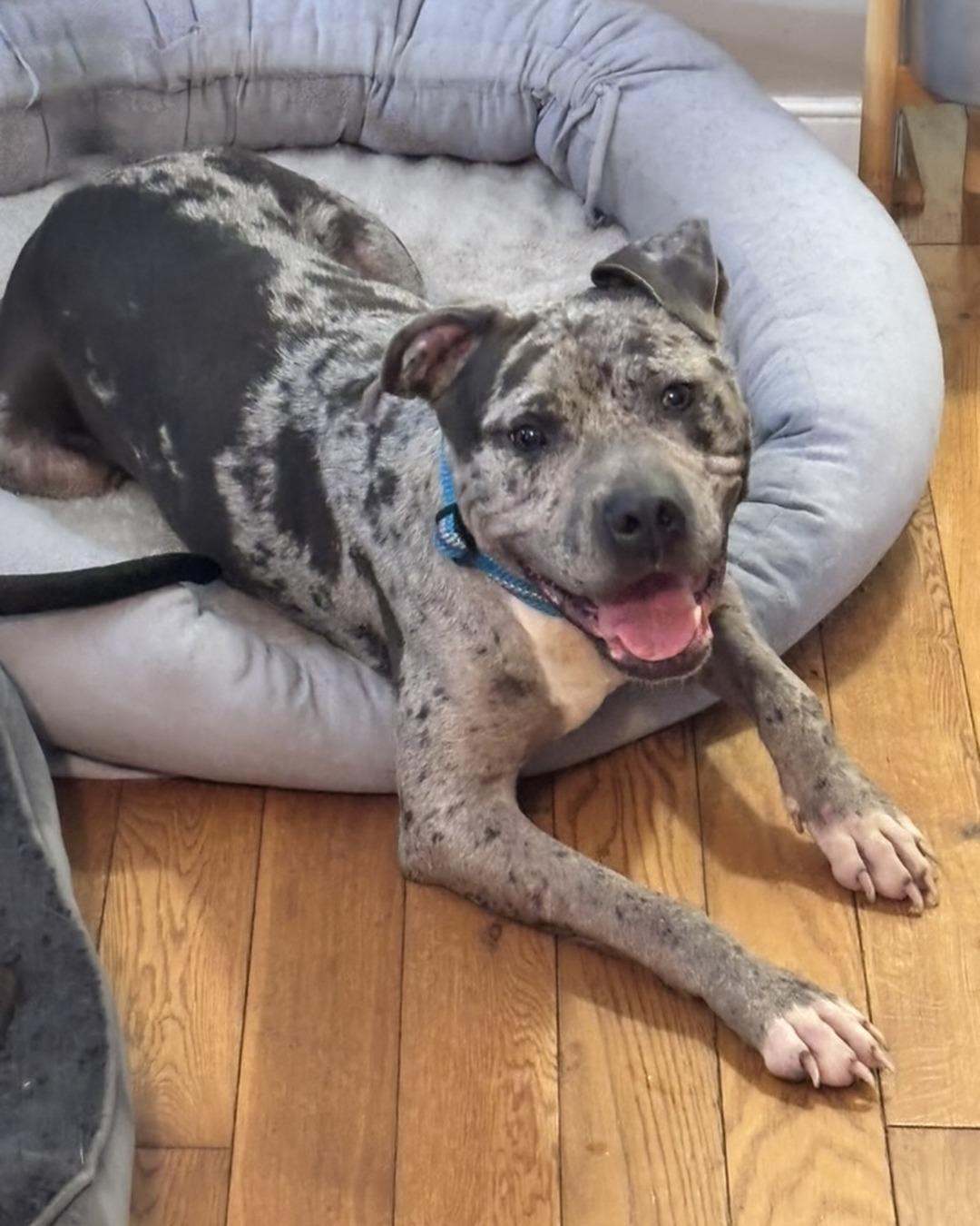 Enlarge Galaxy (in foster), a Adoptable Pit Bull Terrier in Petersburg, VA image 4/6