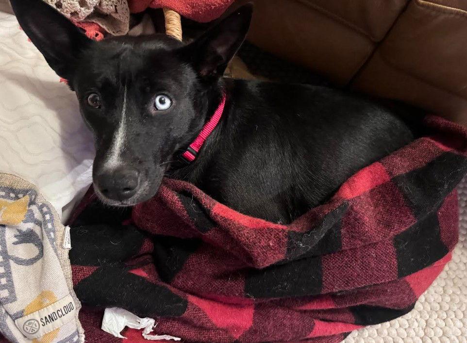 Elvira, a Adoptable Australian Cattle Dog / Blue Heeler in San Diego, CA image 1/3