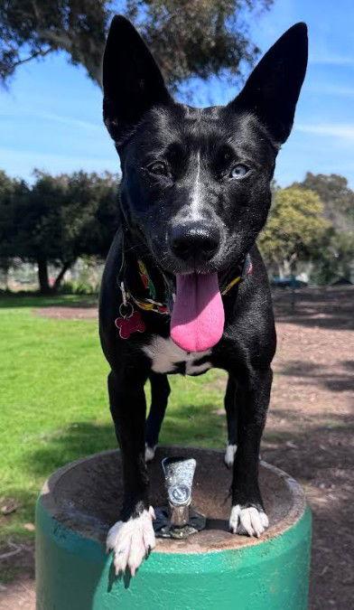 Elvira, Adoptable, Adult Female Australian Cattle Dog / Blue Heeler & Husky.