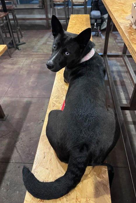 Elvira, a Adoptable mixed breed in San Diego, CA image 2/3