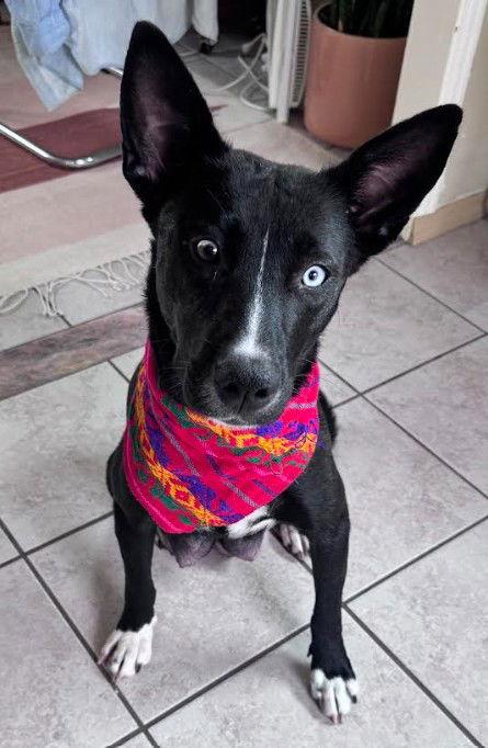 Elvira, a Adoptable Australian Cattle Dog / Blue Heeler in San Diego, CA image 2/3