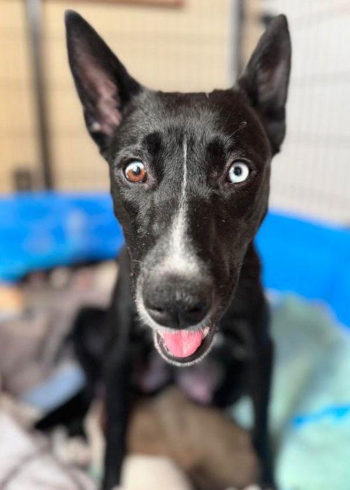 Elvira, a Adoptable Australian Cattle Dog / Blue Heeler in San Diego, CA image 3/3