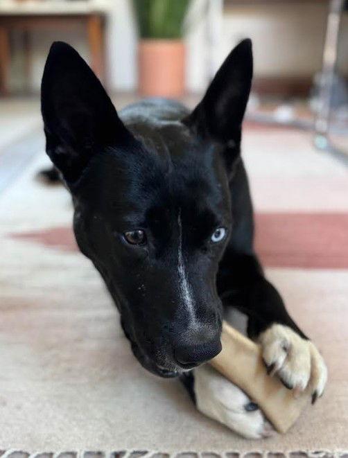 Elvira, a Adoptable mixed breed in San Diego, CA image 3/3