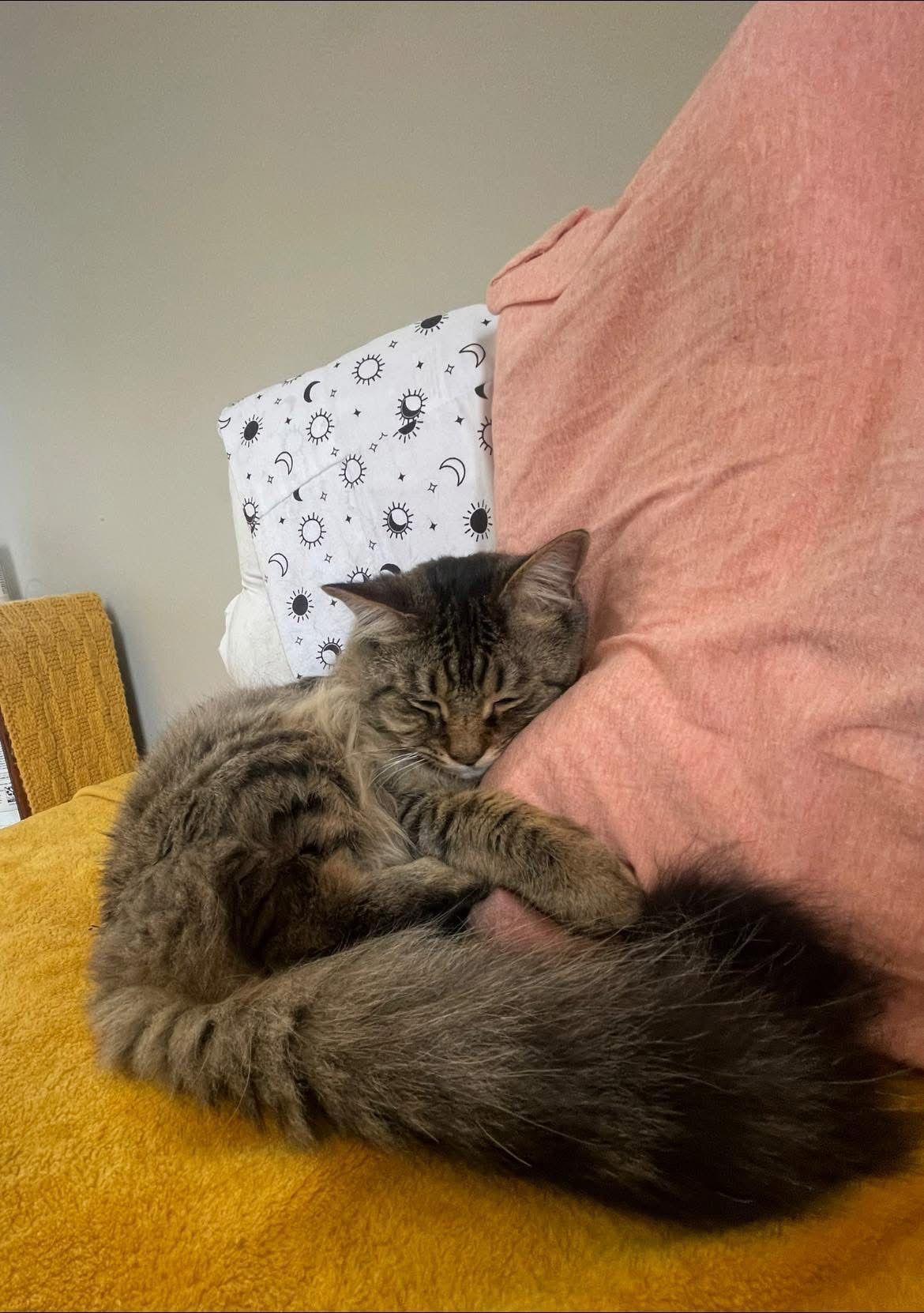 Edwin, a ADOPTABLE Domestic Long Hair in New Britain, CT image 4/6