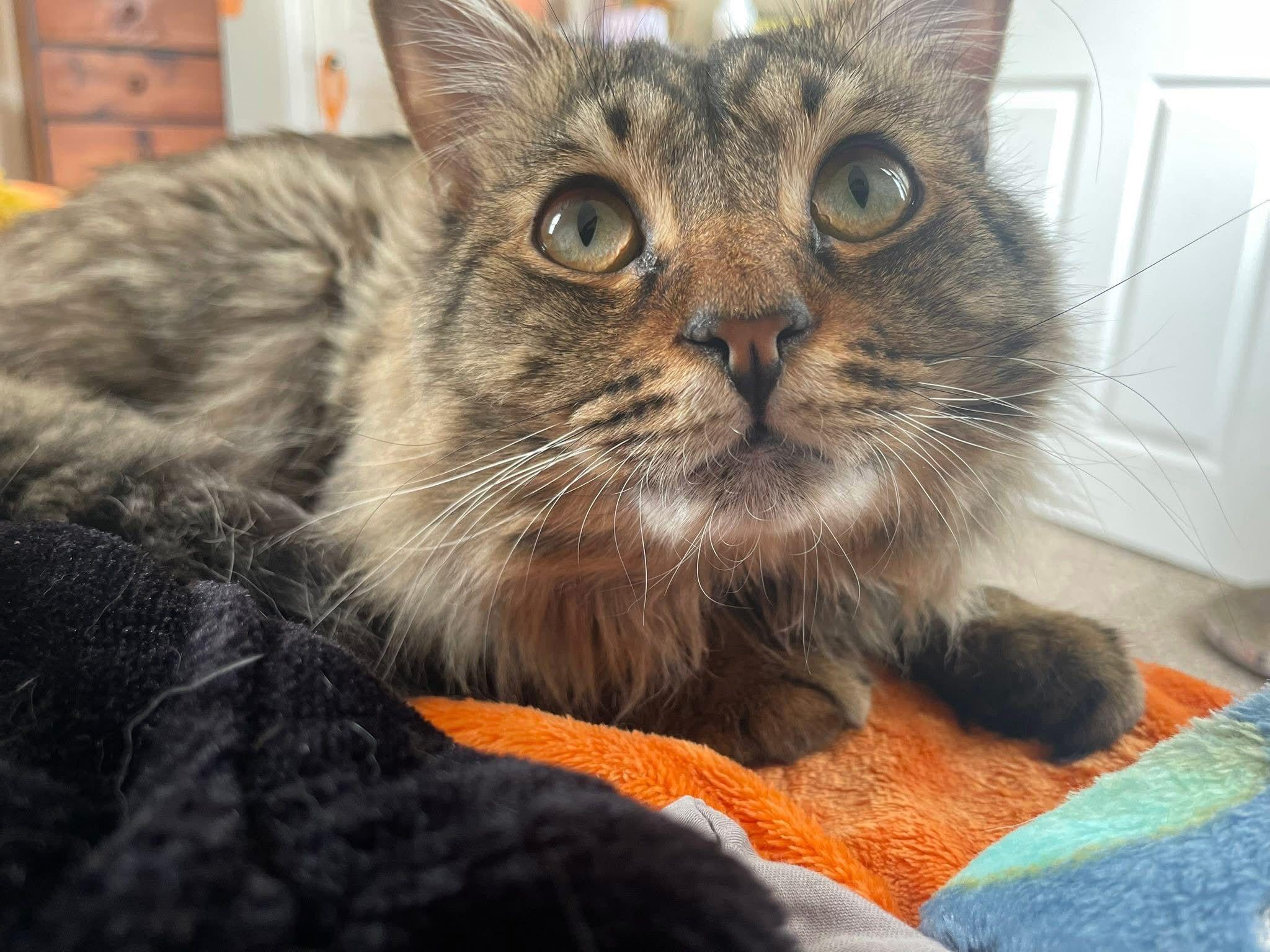 Edwin, a ADOPTABLE Domestic Long Hair in New Britain, CT image 2/6