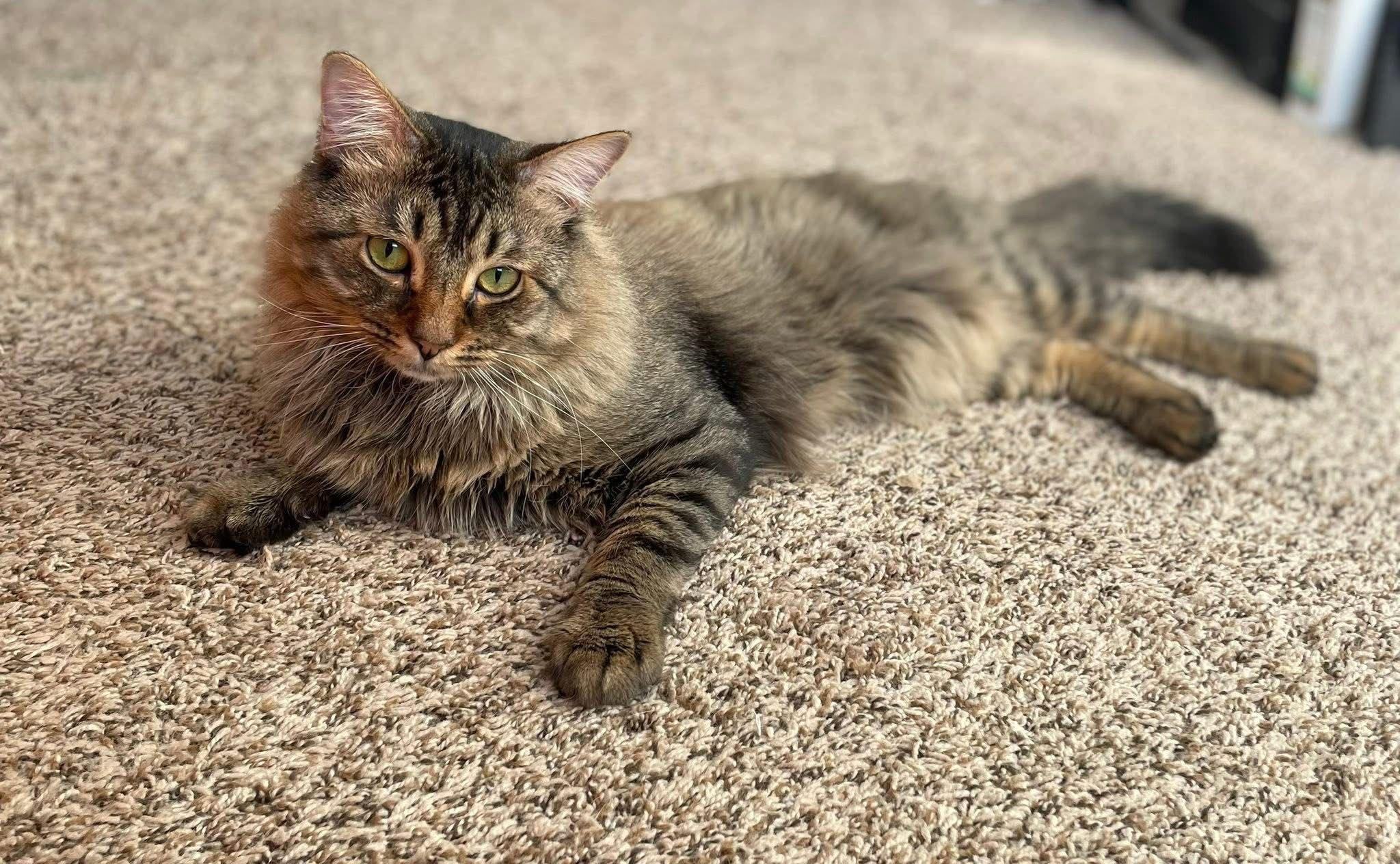 Edwin, a ADOPTABLE Domestic Long Hair in New Britain, CT image 5/6