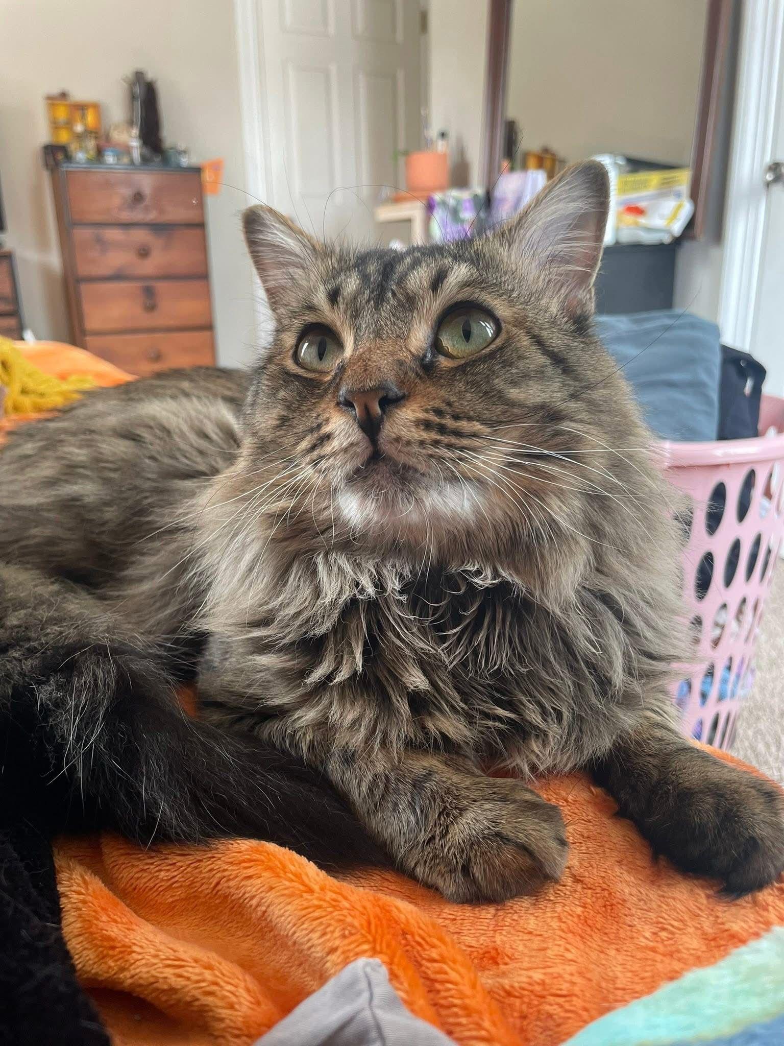 Edwin, a ADOPTABLE Domestic Long Hair in New Britain, CT image 6/6