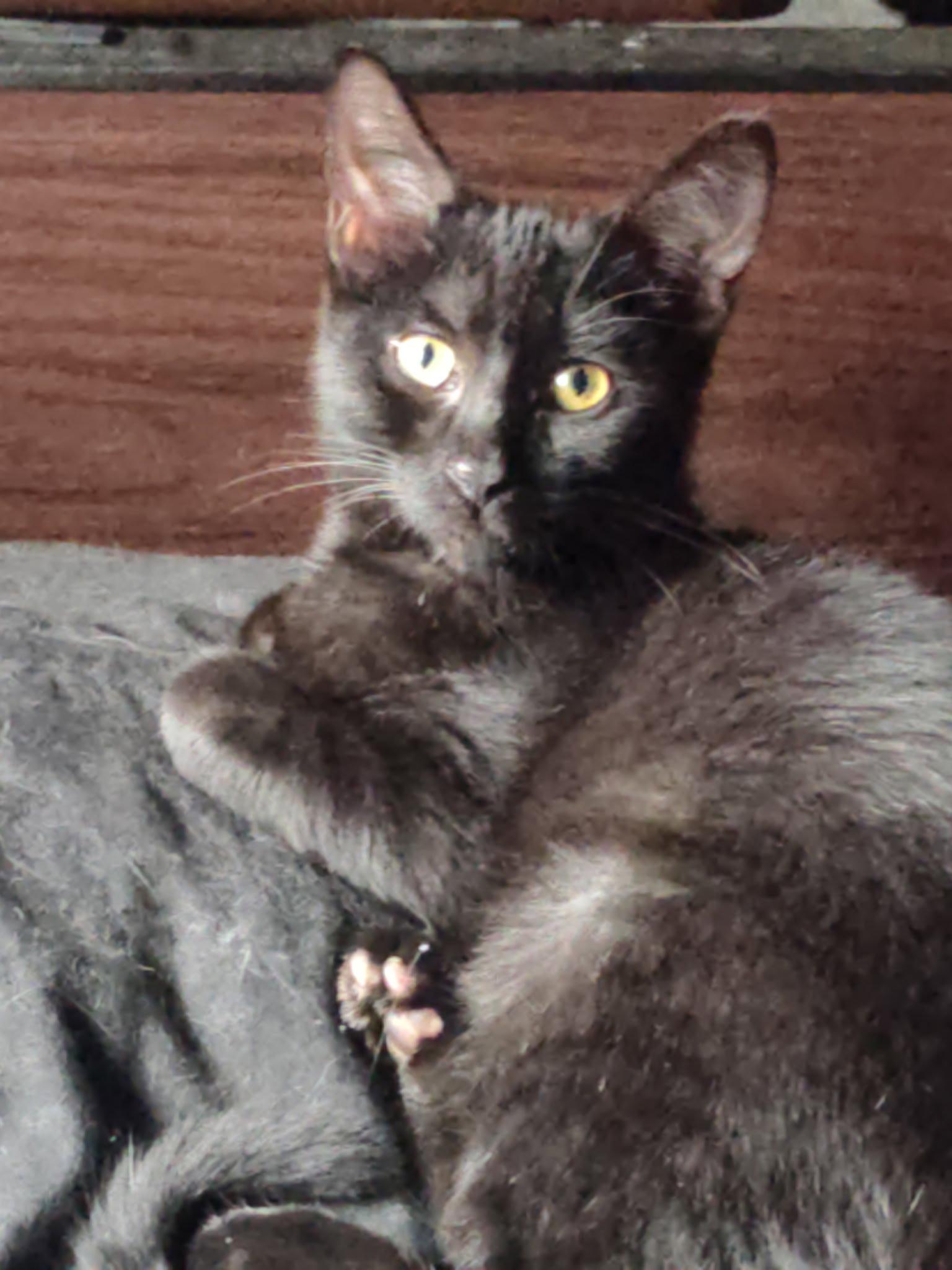 Enlarge Blu (Baloo), a Adoptable mixed breed in Walled Lake, MI image 1/2
