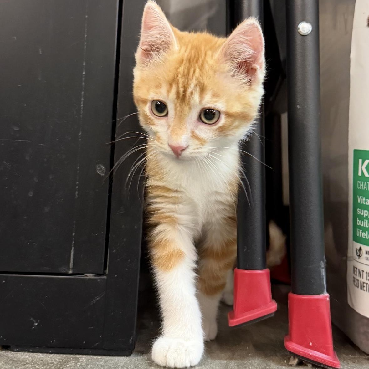 Helios, Adoptable, Kitten Male Domestic Short Hair & Tabby.