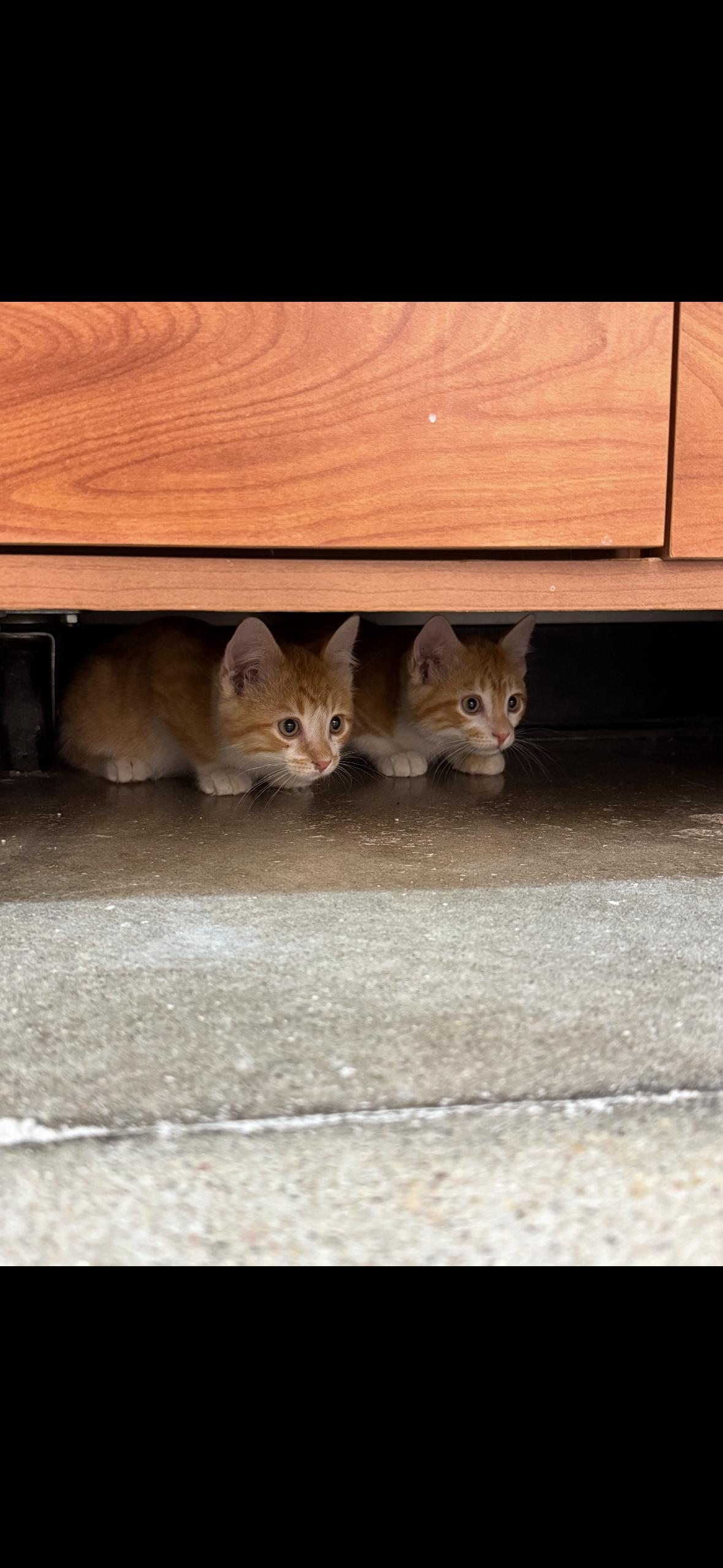 Helios, a Adoptable mixed breed in Omaha, NE image 5/6