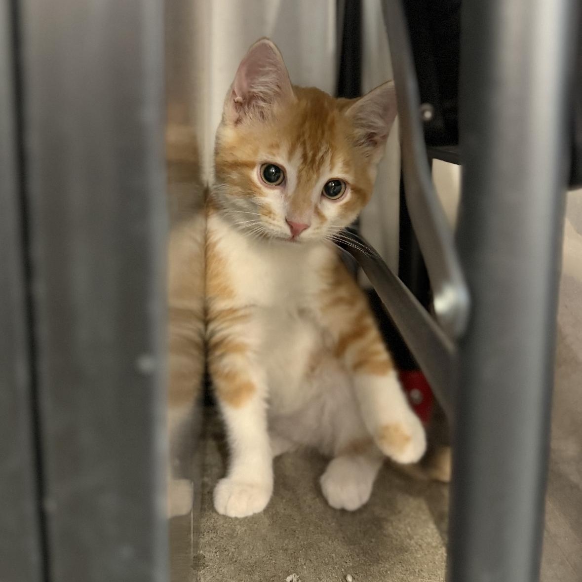 Helios, a Adoptable mixed breed in Omaha, NE image 2/6