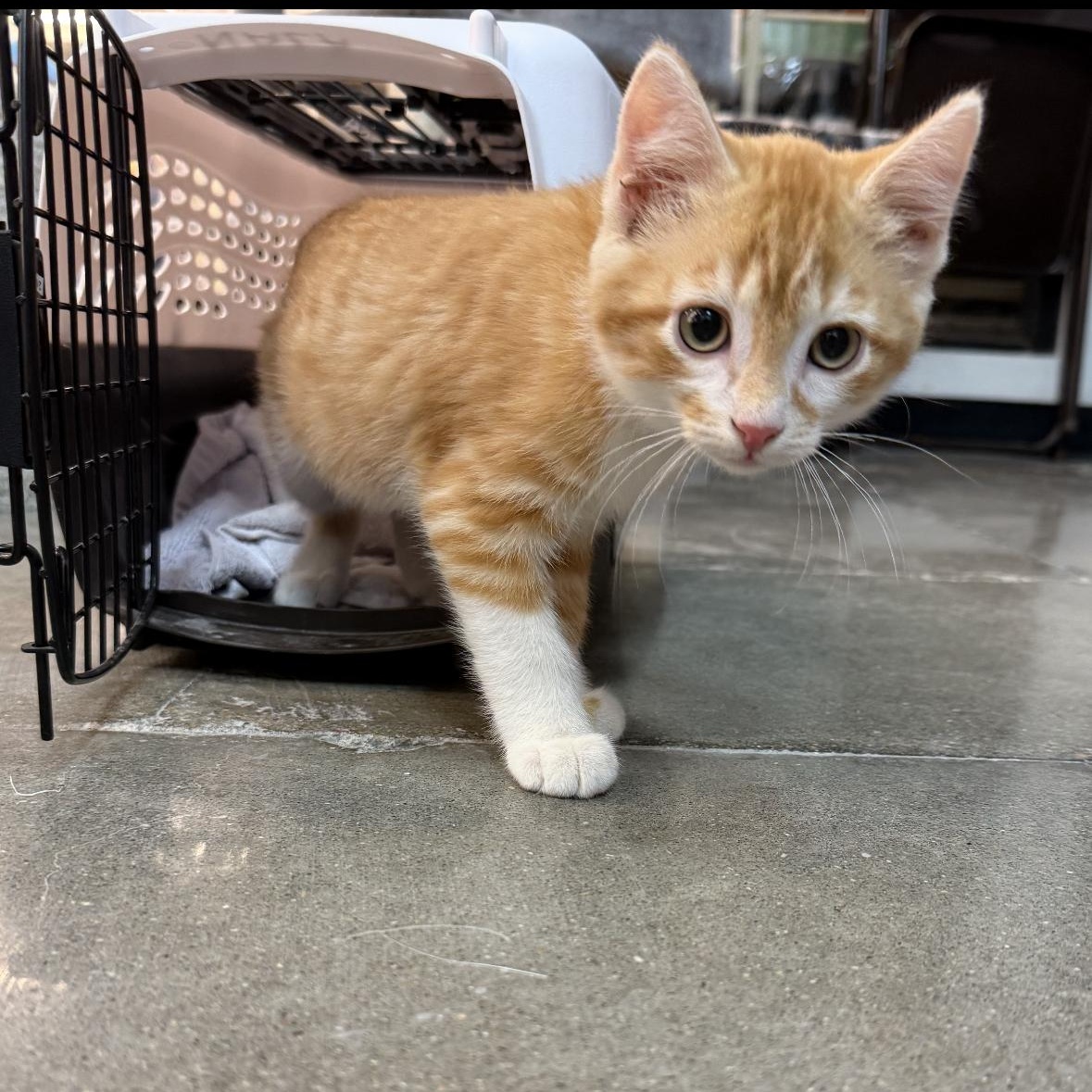 Helios, a Adoptable mixed breed in Omaha, NE image 4/6