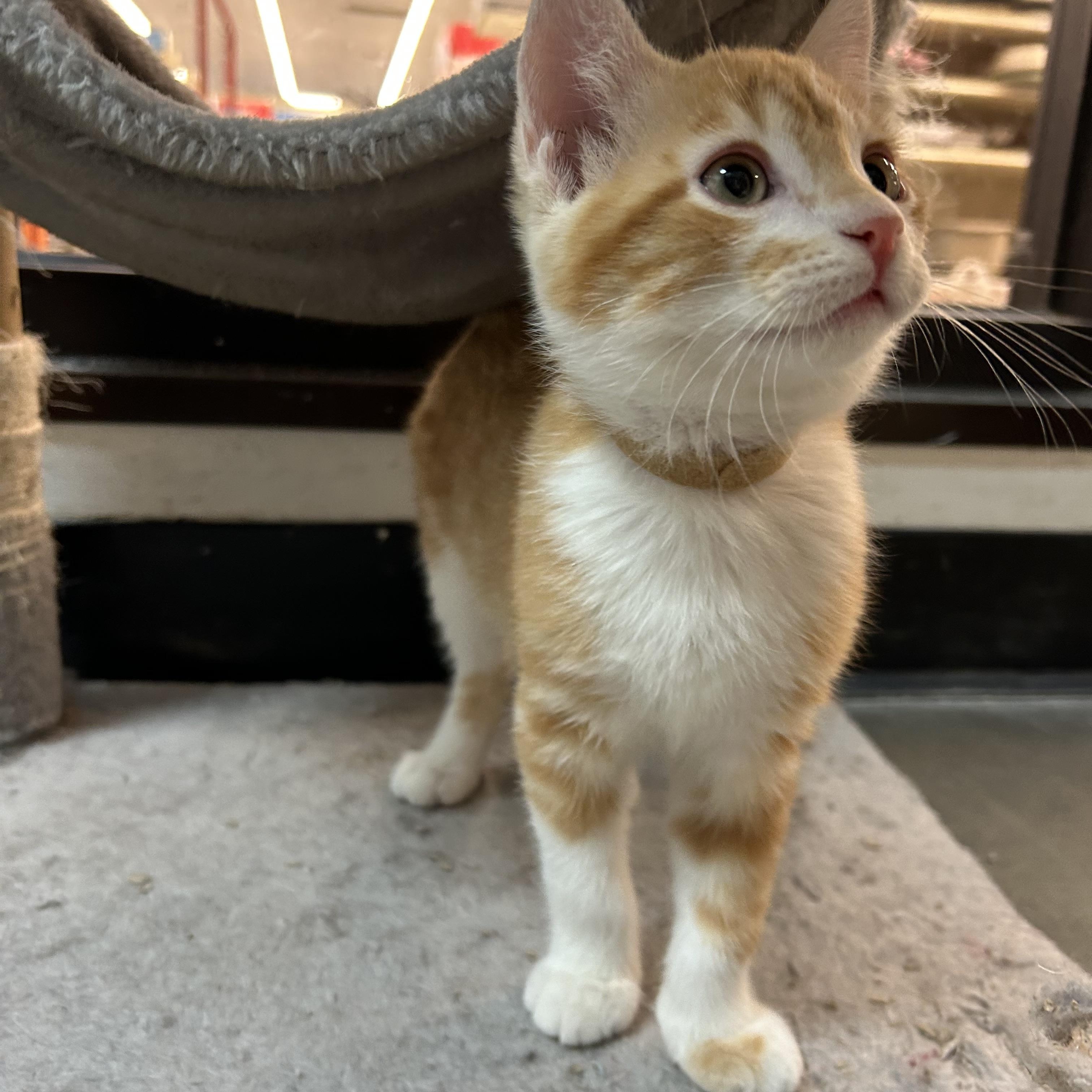 Helios, a Adoptable mixed breed in Omaha, NE image 6/6