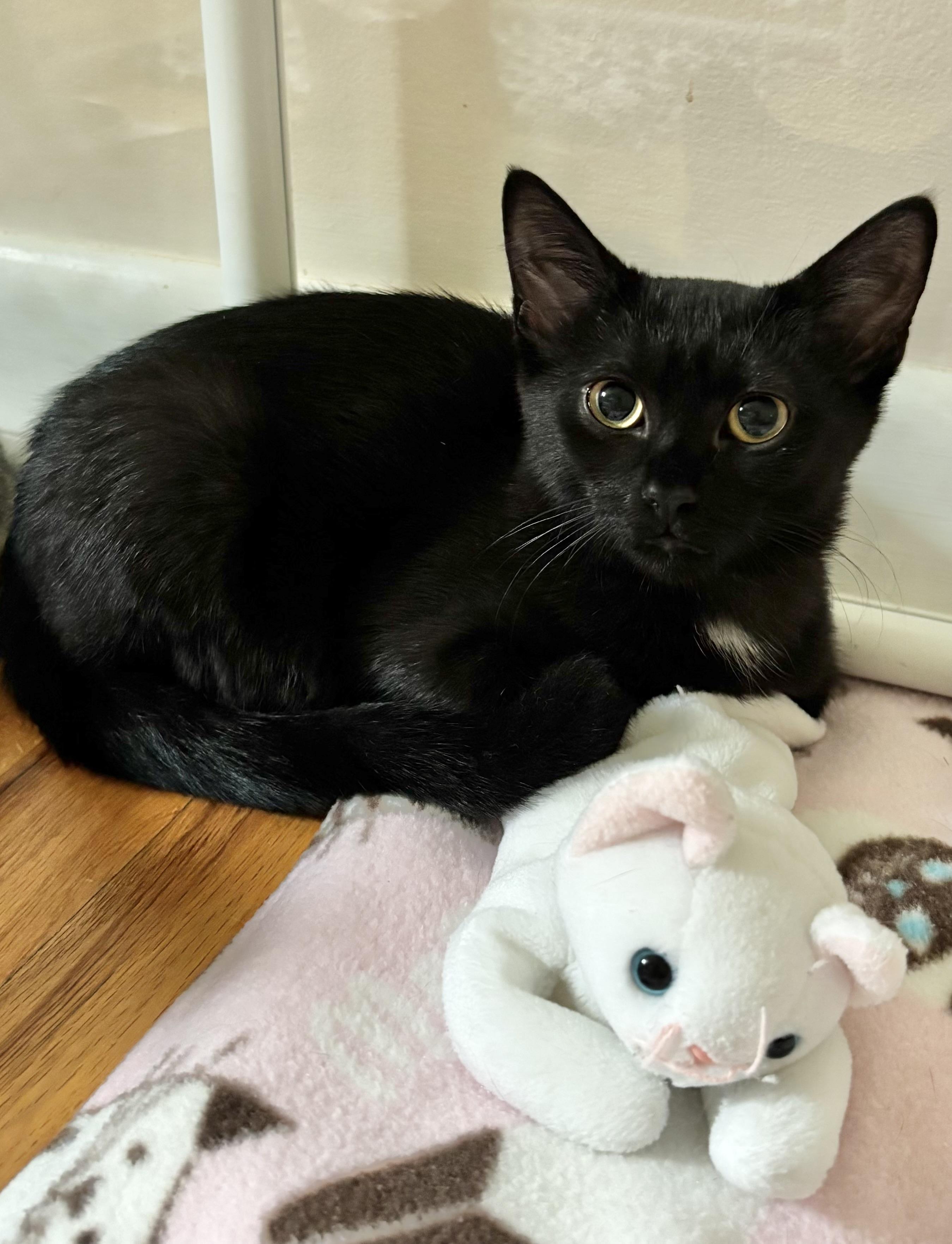 Enlarge Scarlett, an adoptable Domestic Short Hair in Ridgefield, CT image 2/6