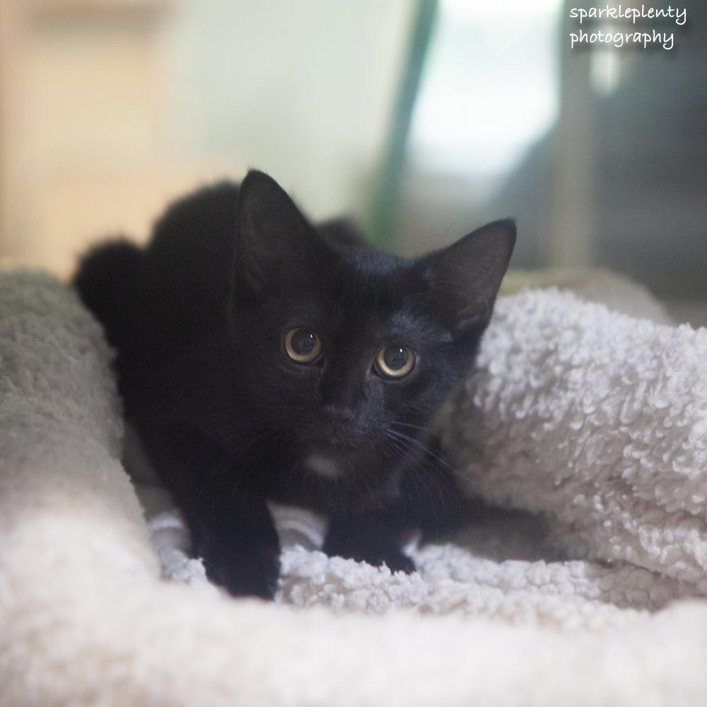 Enlarge Scarlett, an adoptable Domestic Short Hair in Ridgefield, CT image 2/4