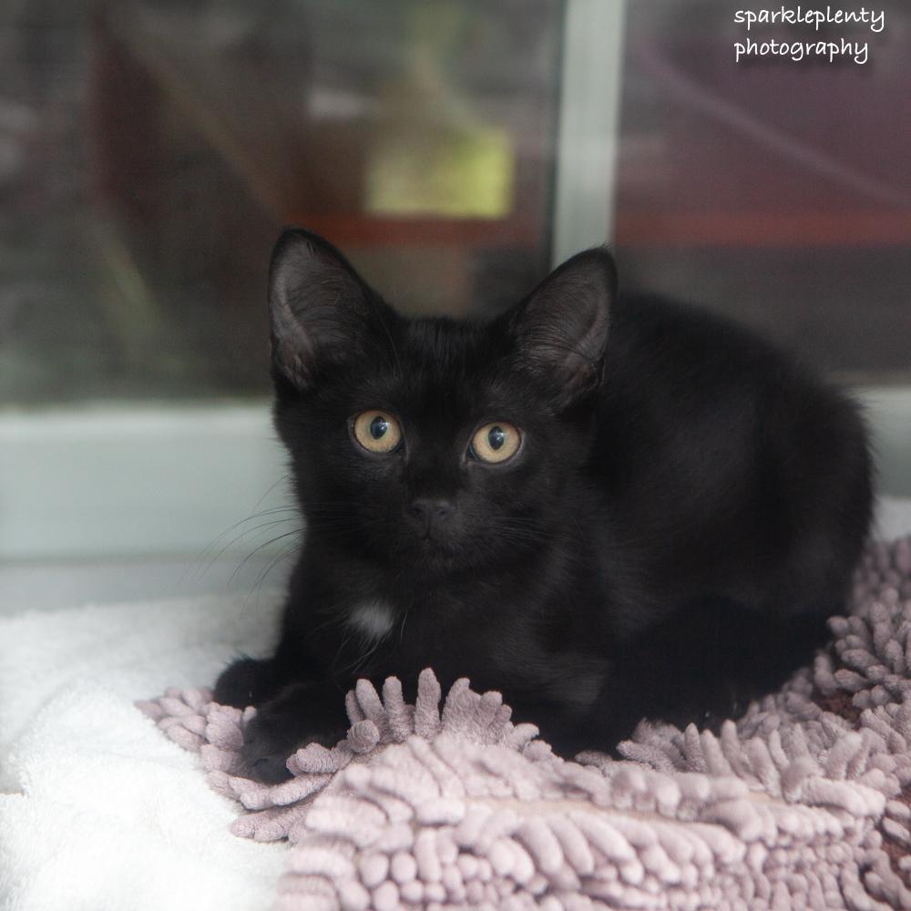 Enlarge Scarlett, an adoptable Domestic Short Hair in Ridgefield, CT image 1/4