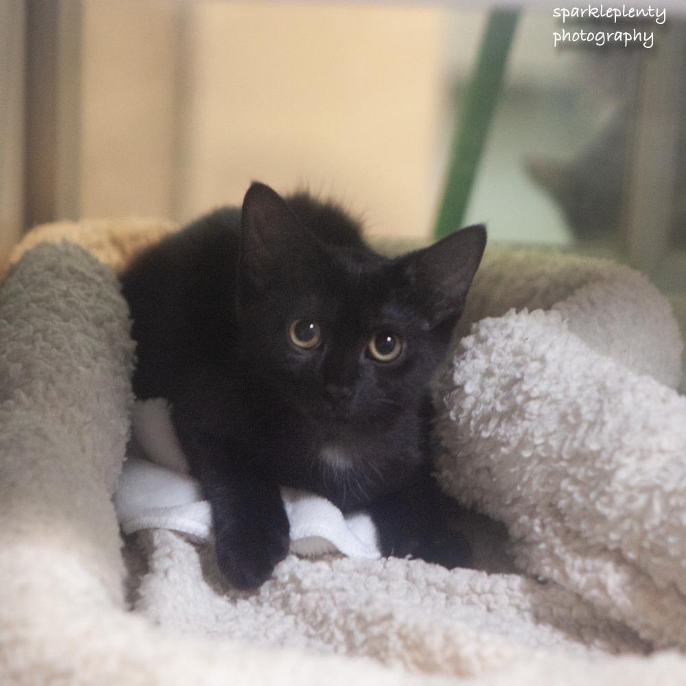 Enlarge Scarlett, an adoptable Domestic Short Hair in Ridgefield, CT image 4/4