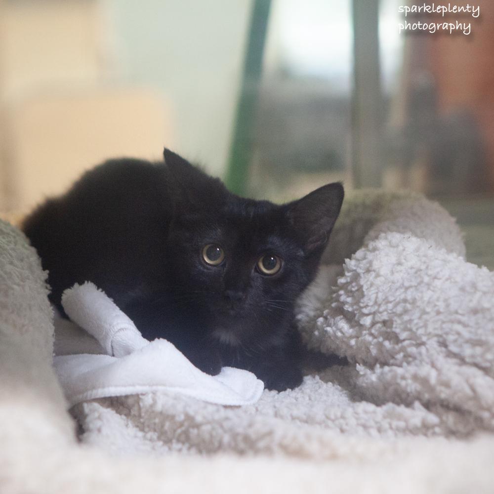 Enlarge Scarlett, an adoptable Domestic Short Hair in Ridgefield, CT image 3/4