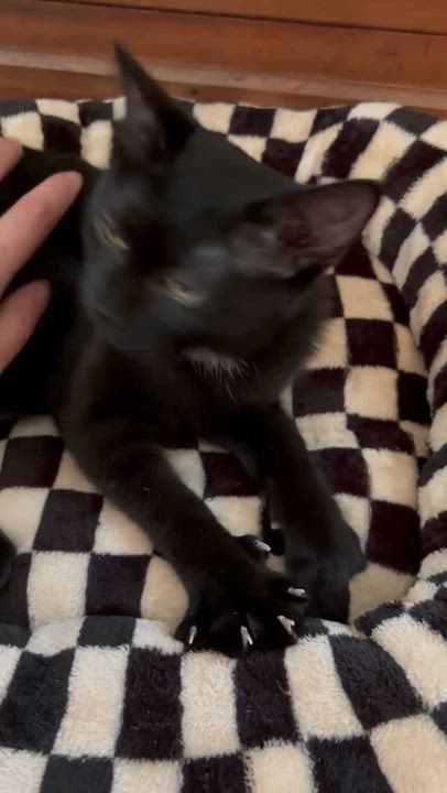 Enlarge Scarlett, an adoptable Domestic Short Hair in Ridgefield, CT video 4/6