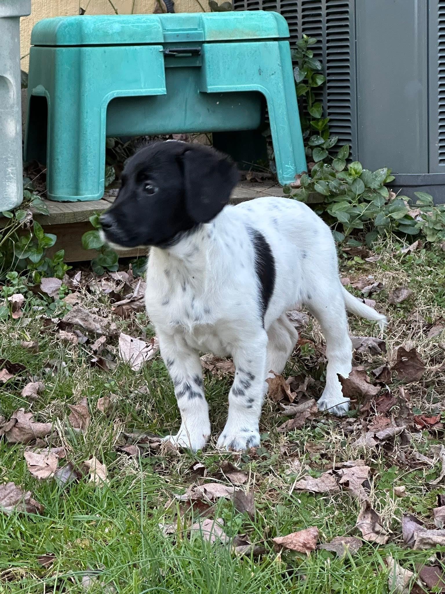 Carmen, ADOPTABLE, Puppy Female Labradoodle.