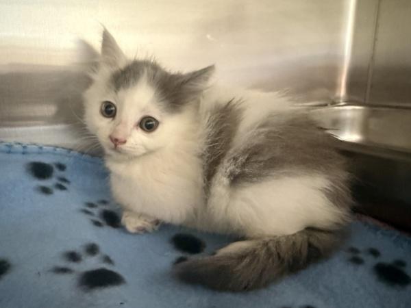 Olivia, Adoptable, Kitten Female Domestic Medium Hair.