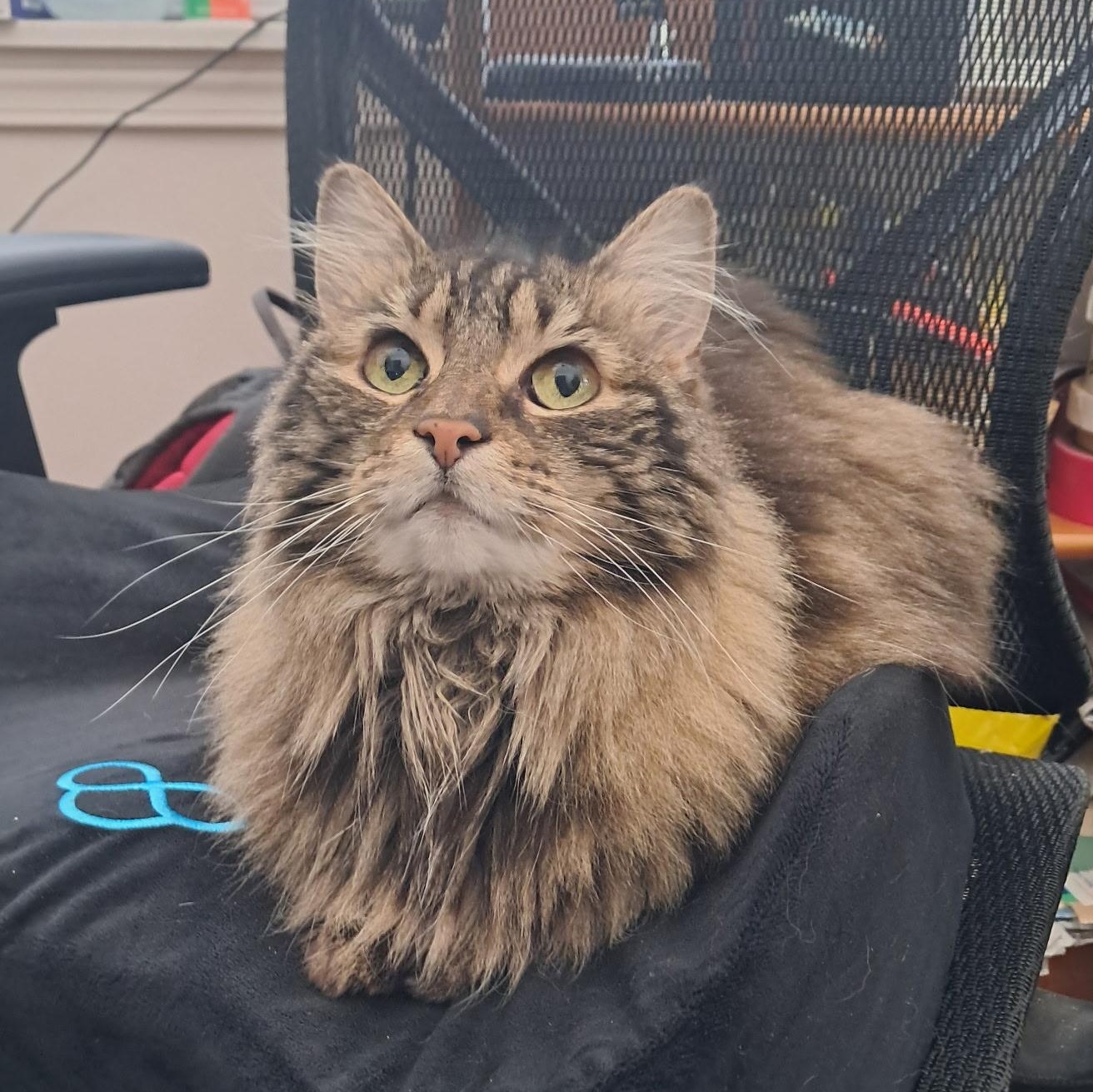Anne, a ADOPTABLE Domestic Long Hair in Renton , WA image 1/4