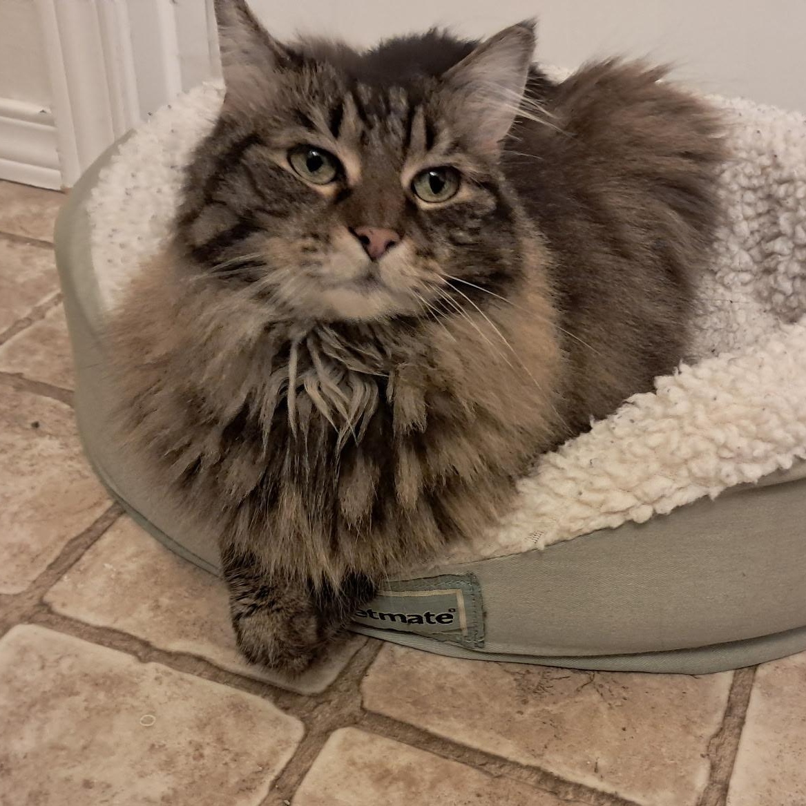 Anne, a ADOPTABLE Domestic Long Hair in Renton , WA image 3/4