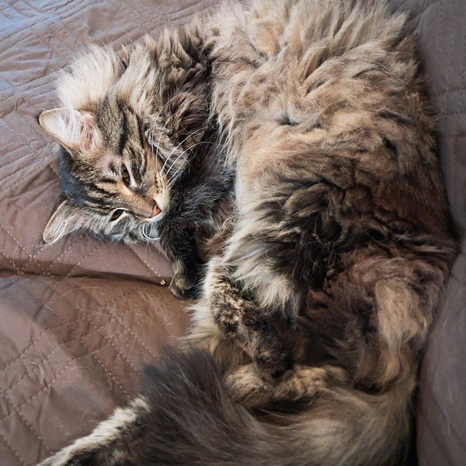 Anne, a ADOPTABLE Domestic Long Hair in Renton , WA image 2/4
