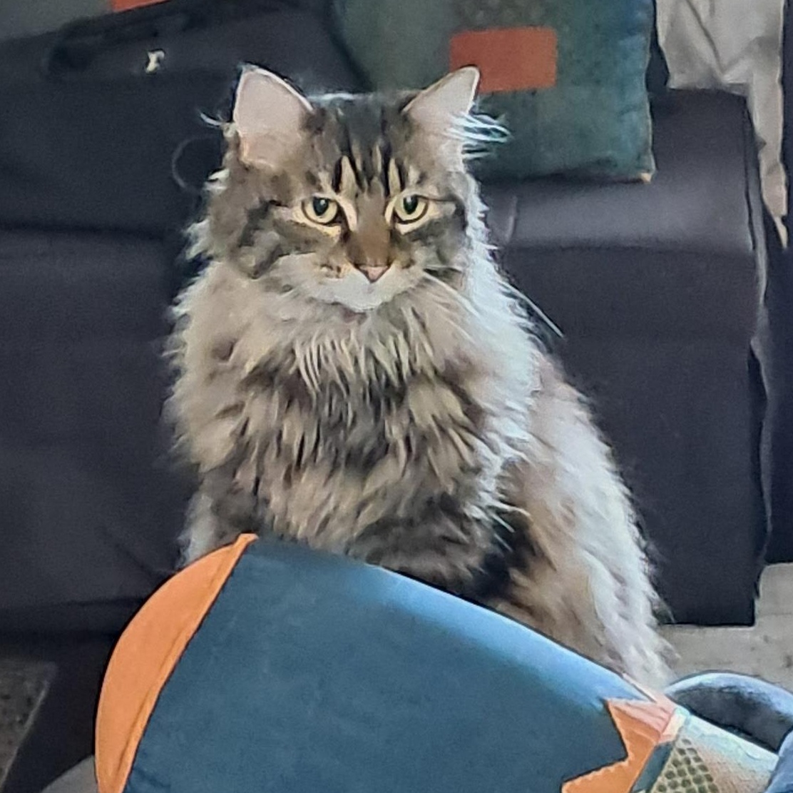 Anne, a ADOPTABLE Domestic Long Hair in Renton , WA image 4/4