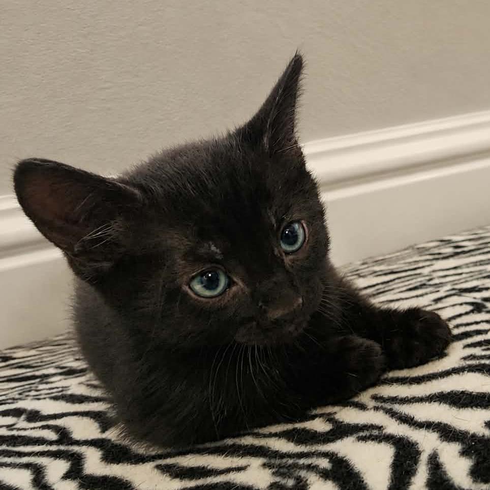 Enlarge Mel $150, a Adoptable Domestic Short Hair in Milwaukee, WI image 1/2