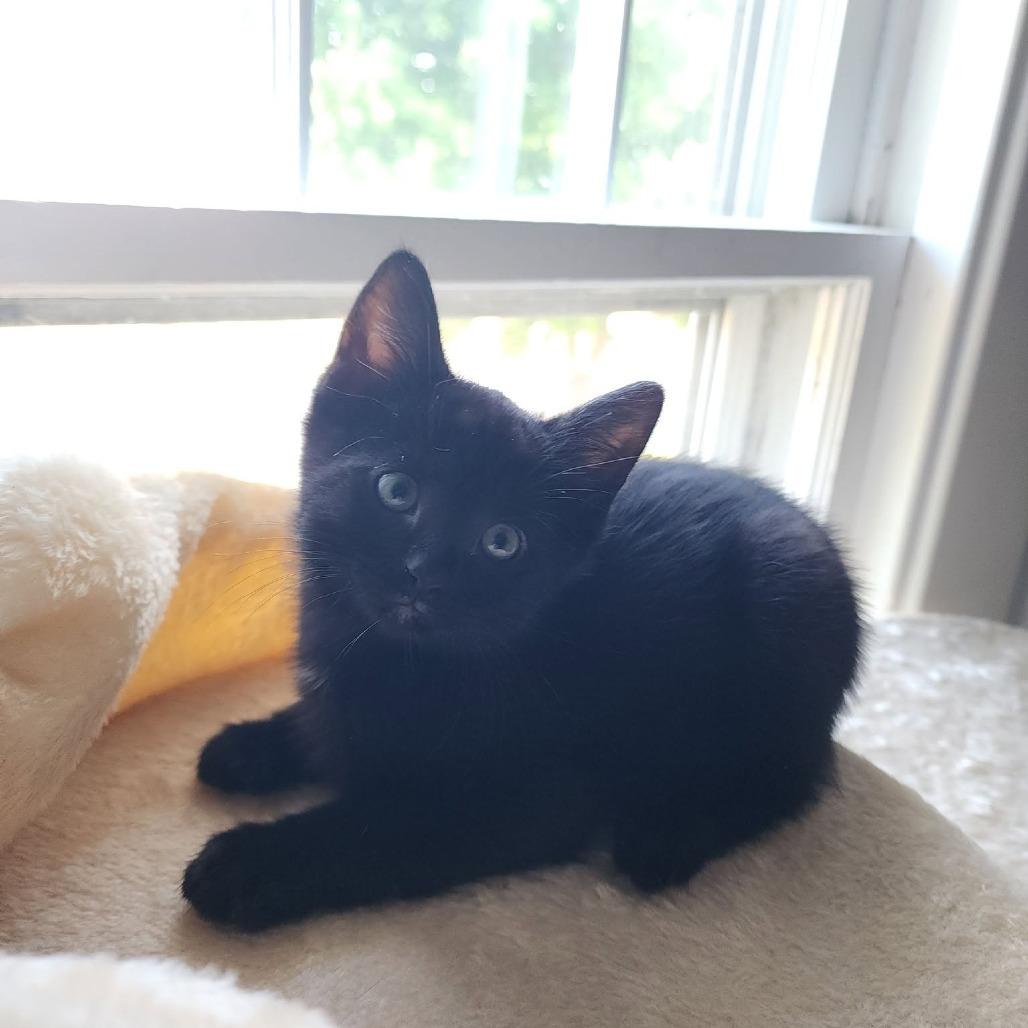 Enlarge Mel $150, a Adoptable Domestic Short Hair in Milwaukee, WI image 2/2