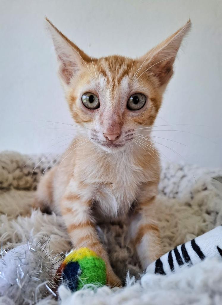 Zander, a Adoptable mixed breed in Rancho Santa Fe, CA image 1/6
